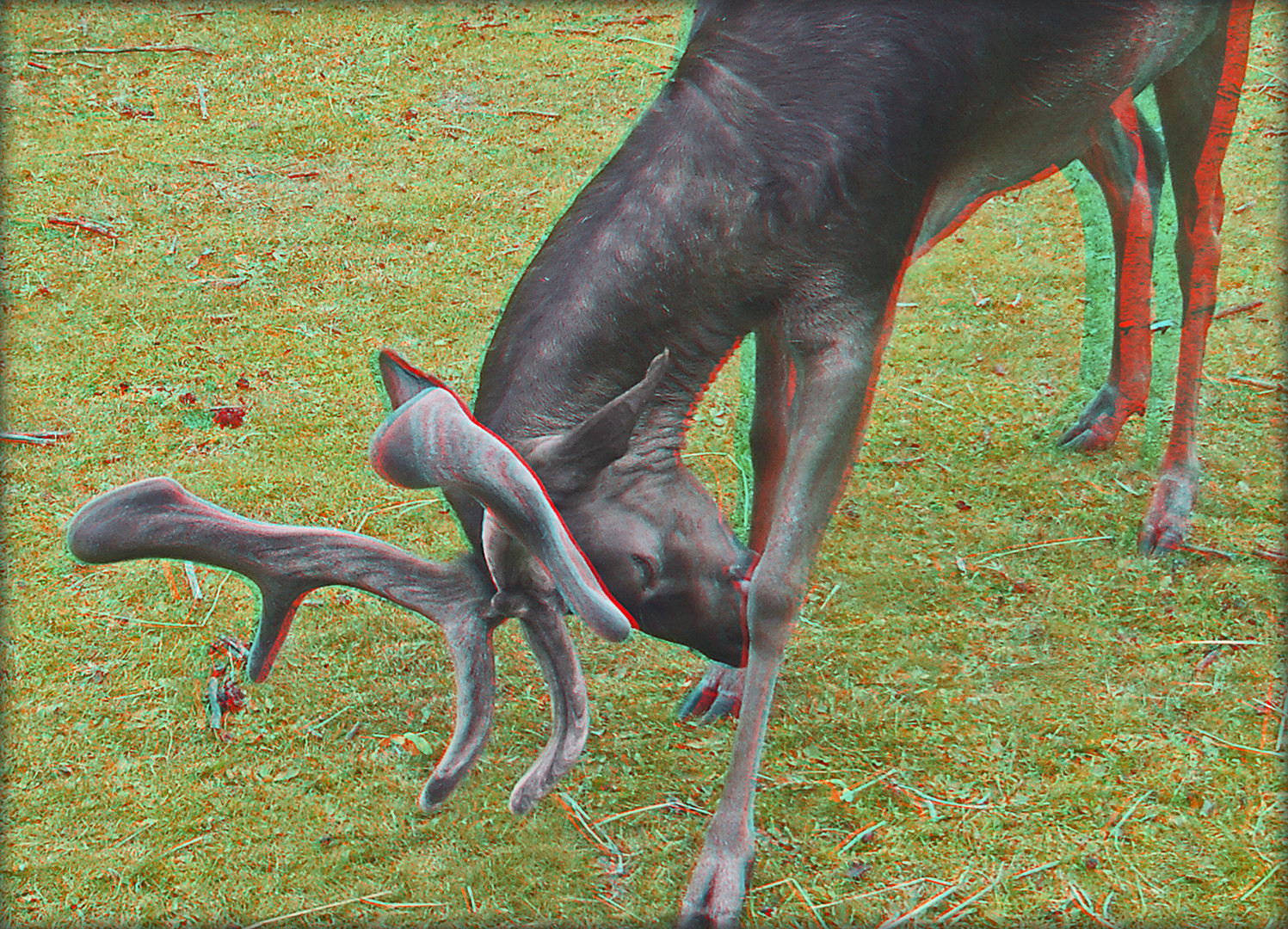 Rotwild im Volkspark 6 (3D)