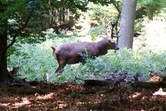 Rotwild im Wald bei Schloß Raesfeld 2