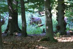 Rotwild im Wald bei Schloß Raesfeld