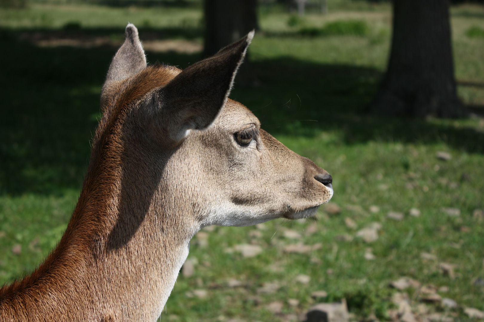 Rotwild im Wildtierpark