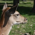 Rotwild im Wildtierpark