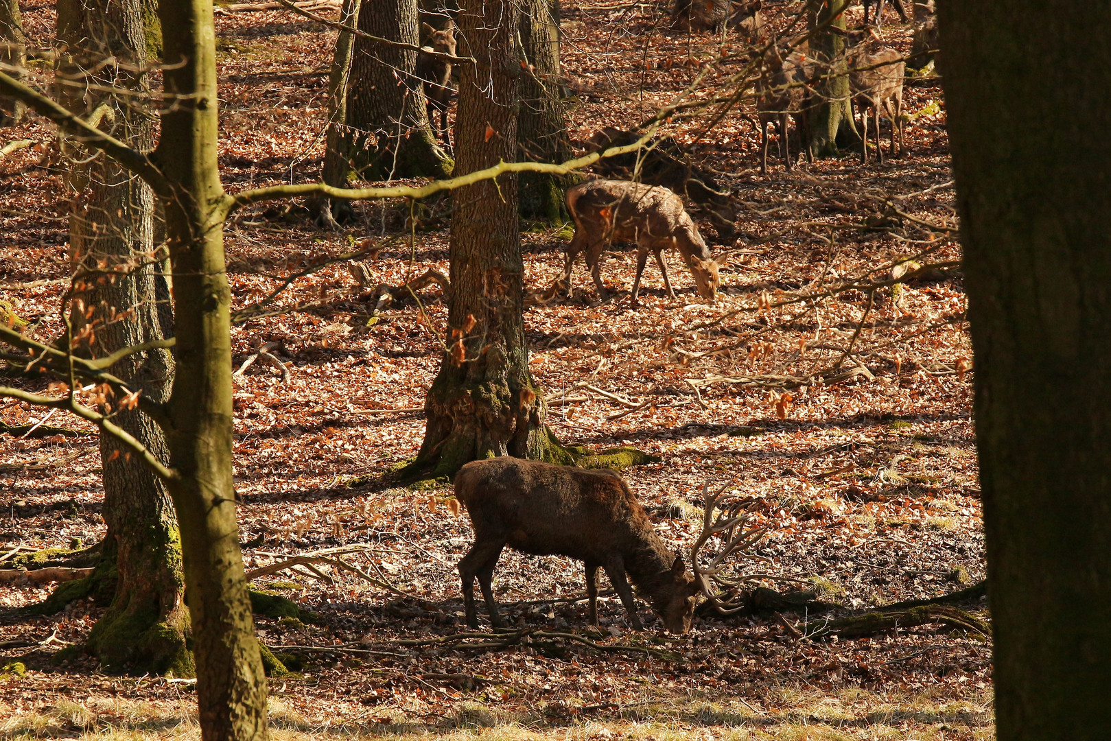 Rotwild im Wildwald (2019_02_24_EOS 100D_4130_ji)