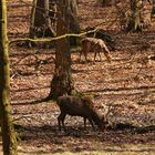 Rotwild im Wildwald (2019_02_24_EOS 100D_4130_ji)