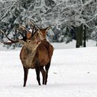 Rotwild im Winterwald Hohenroth