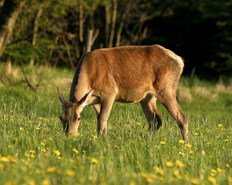 Rotwild in der Abendsonne