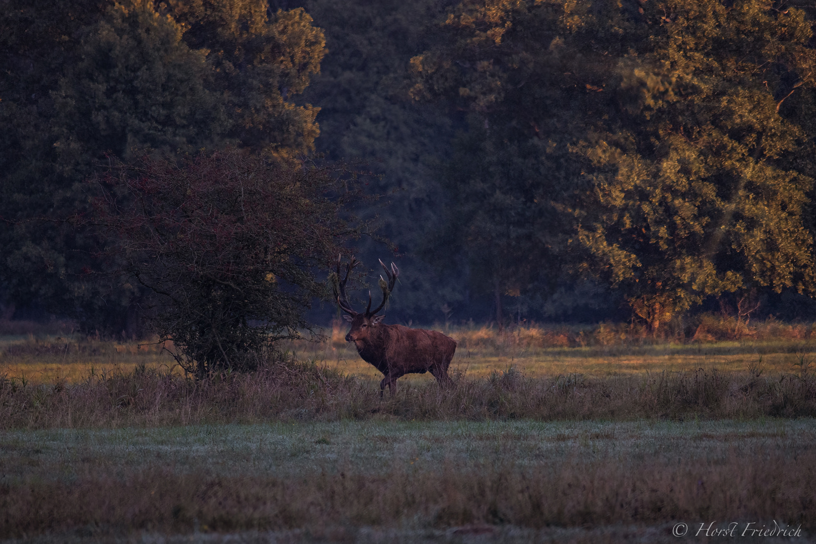 Rotwild in der Brunft