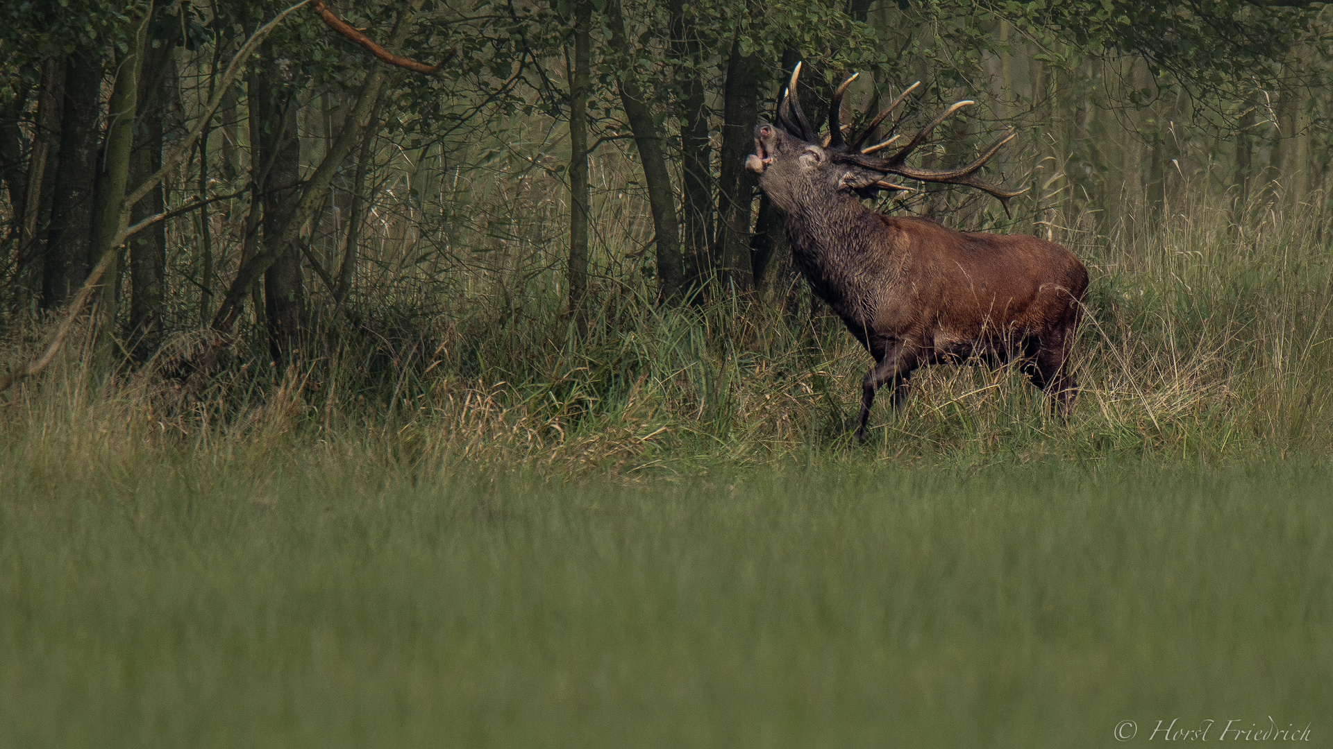 Rotwild in der Brunft, war der Platzhirsch