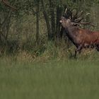 Rotwild in der Brunft, war der Platzhirsch