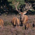 Rotwild in der Hoge Veluwe