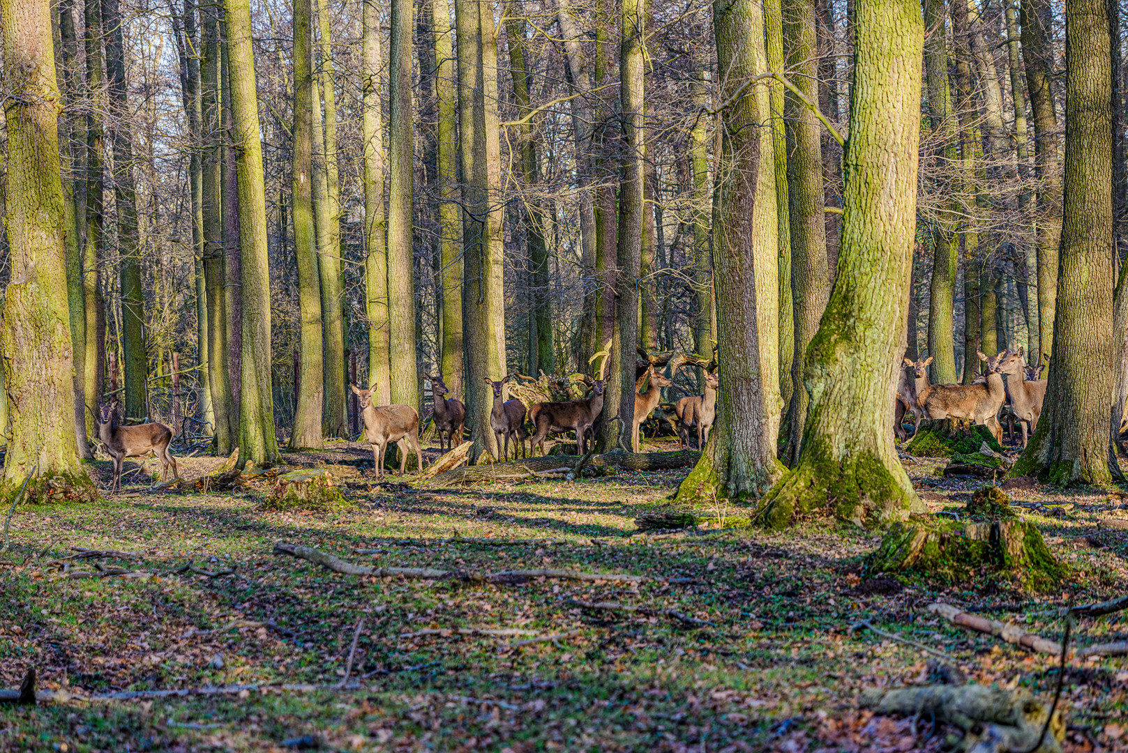 Rotwild in frei Gehege. 