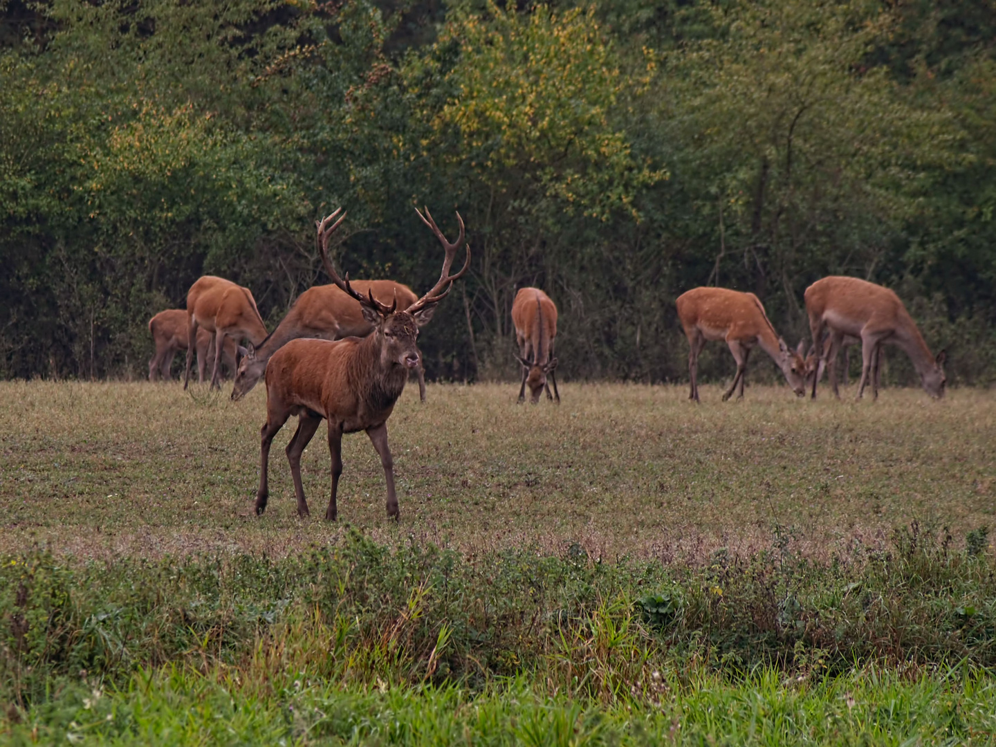 Rotwild in Mecklenburg