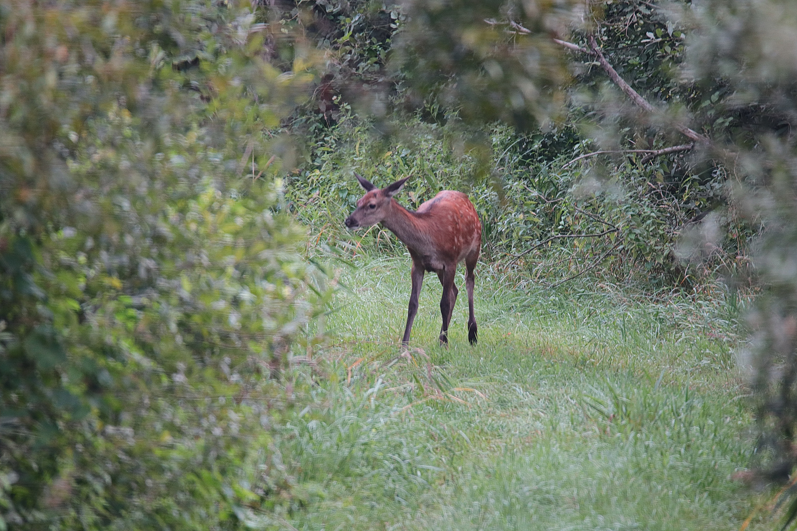 Rotwild Kalb