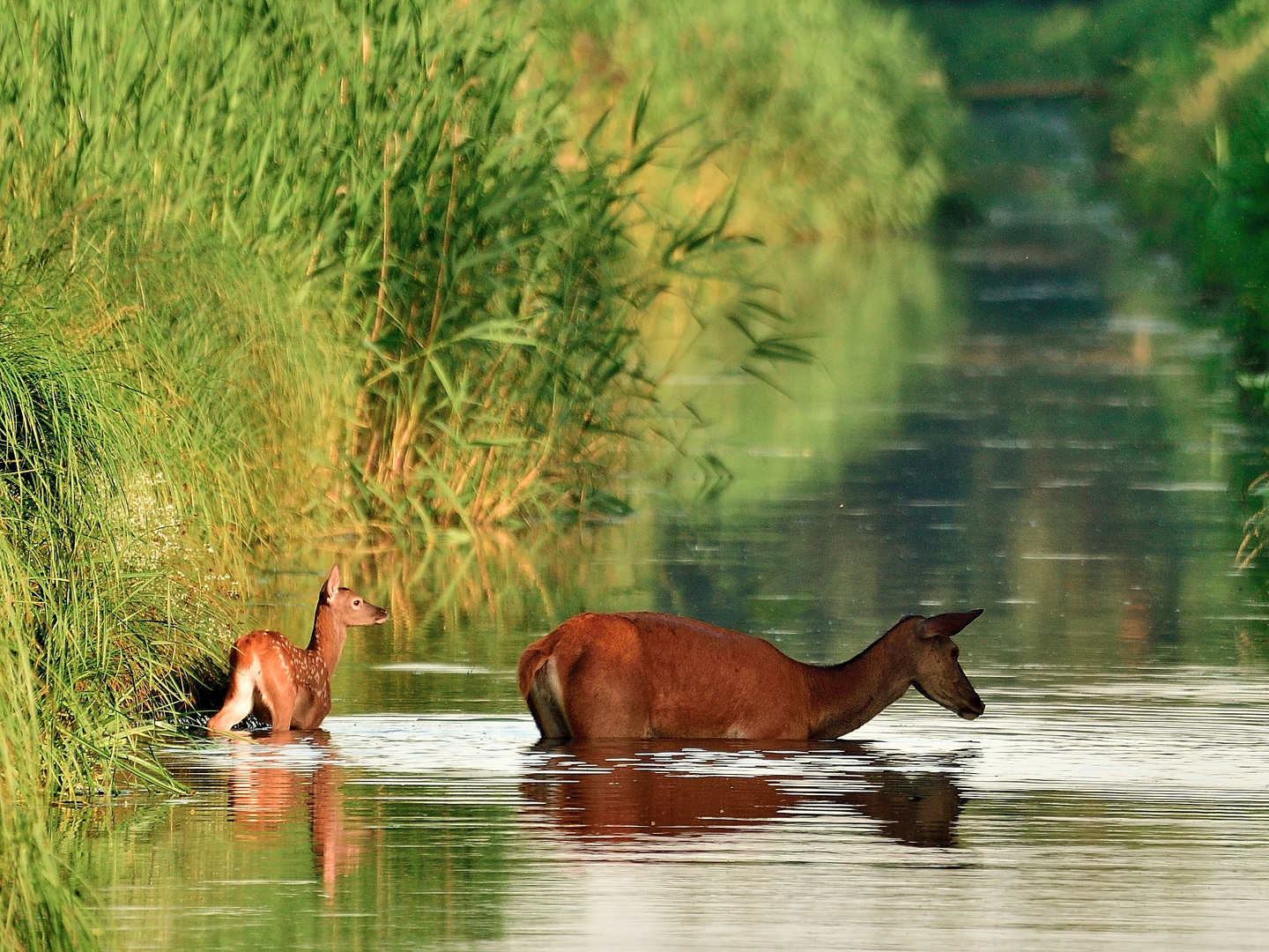 Rotwild Kalb im Wasser