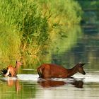 Rotwild Kalb im Wasser