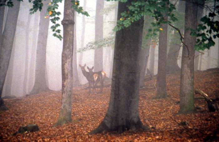 Rotwild mit Kalb