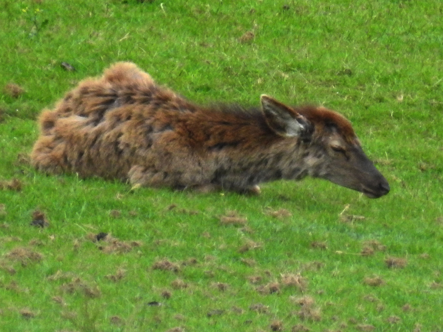 Rotwild mit struppiger Decke, noch nicht  im Fellwechsel.