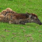 Rotwild mit struppiger Decke, noch nicht  im Fellwechsel.