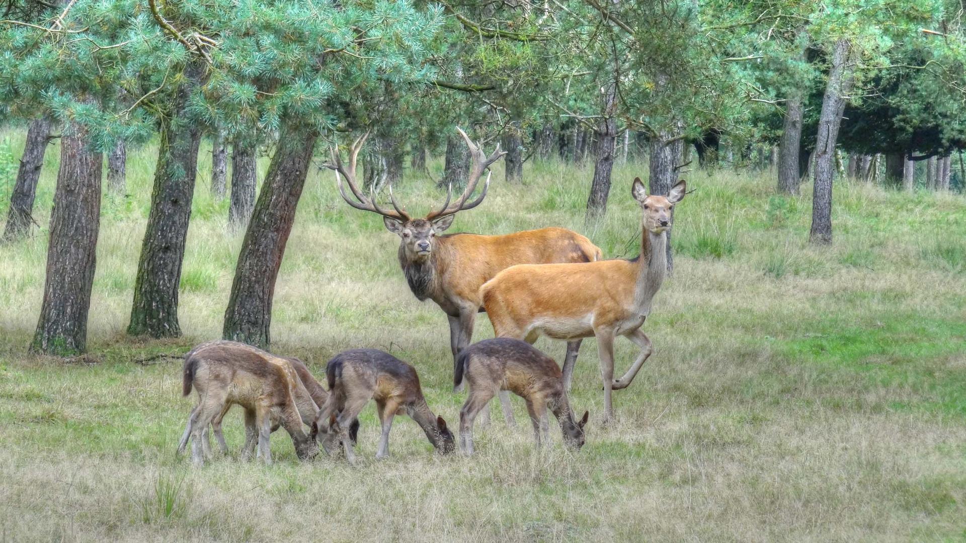 Rotwild und Damwild in der Veluwe