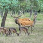 Rotwild und Damwild in der Veluwe