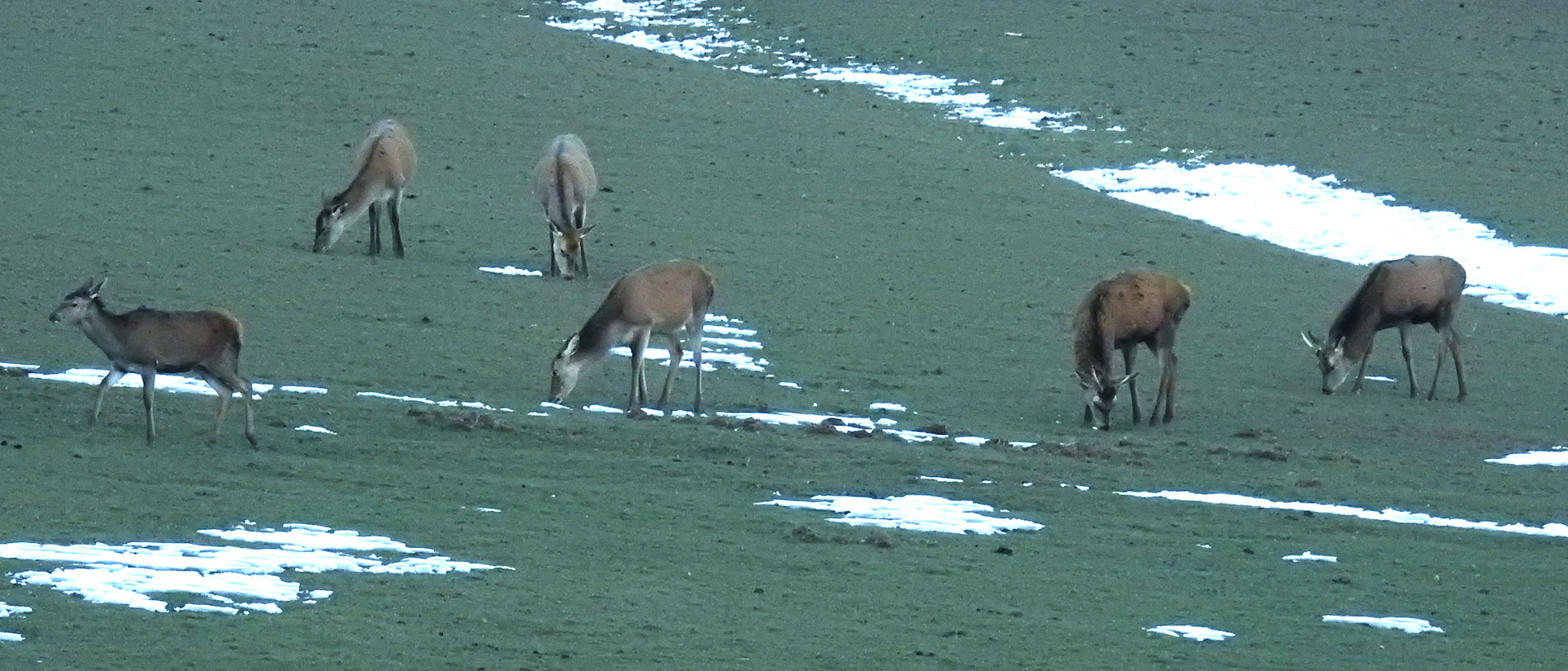 Rotwild versucht das knappe Gras zu fressen.