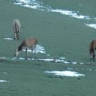 Rotwild versucht das knappe Gras zu fressen.