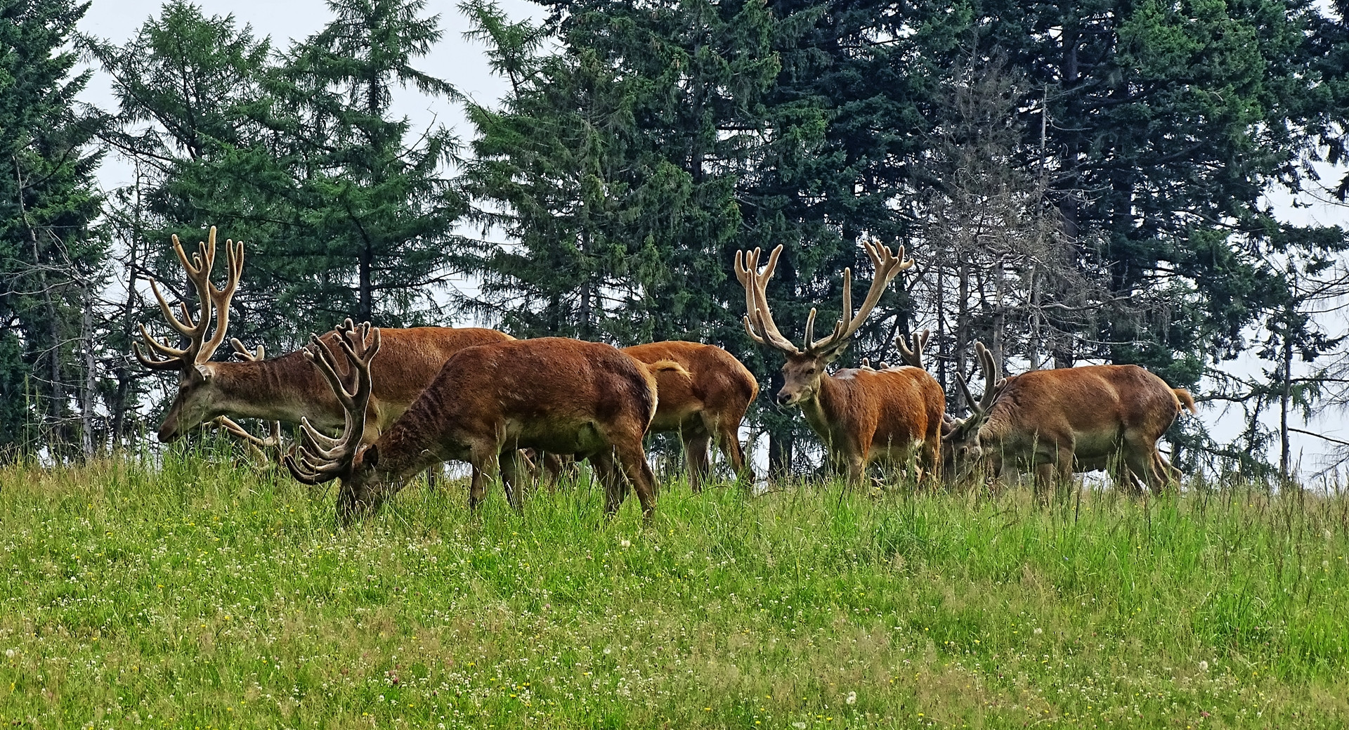 Rotwild - Wildpark Neuhaus