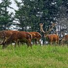 Rotwild - Wildpark Neuhaus