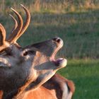 Rotwildbock während der Brunft