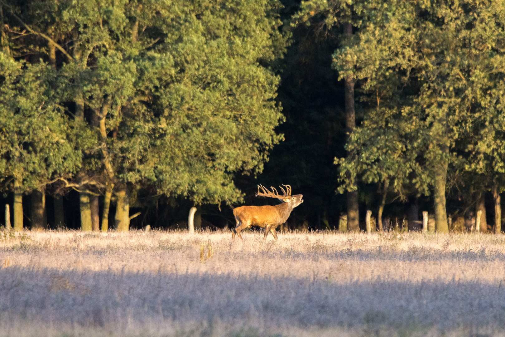 Rotwildbrunft 2019