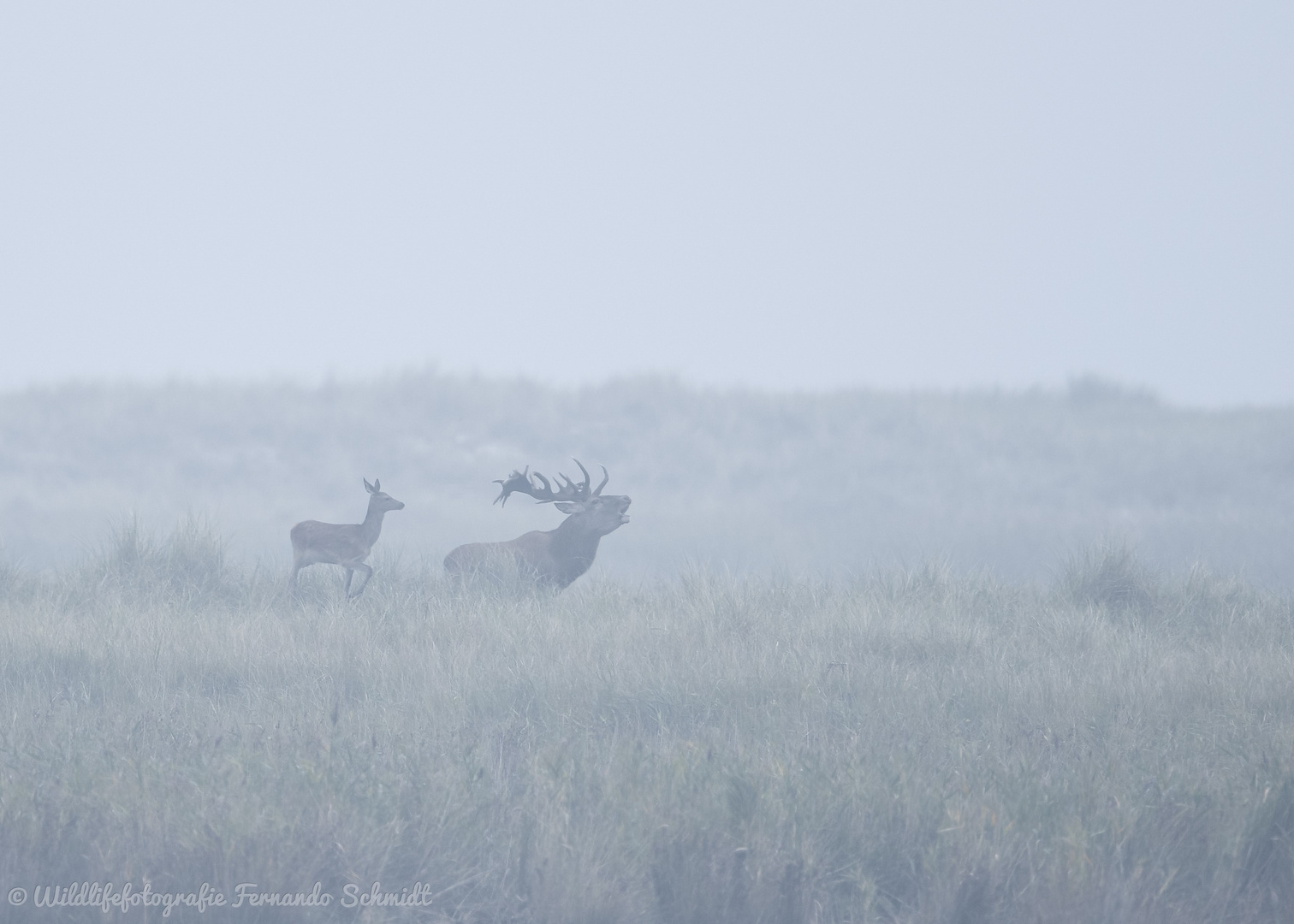 Rotwildbrunft 20192