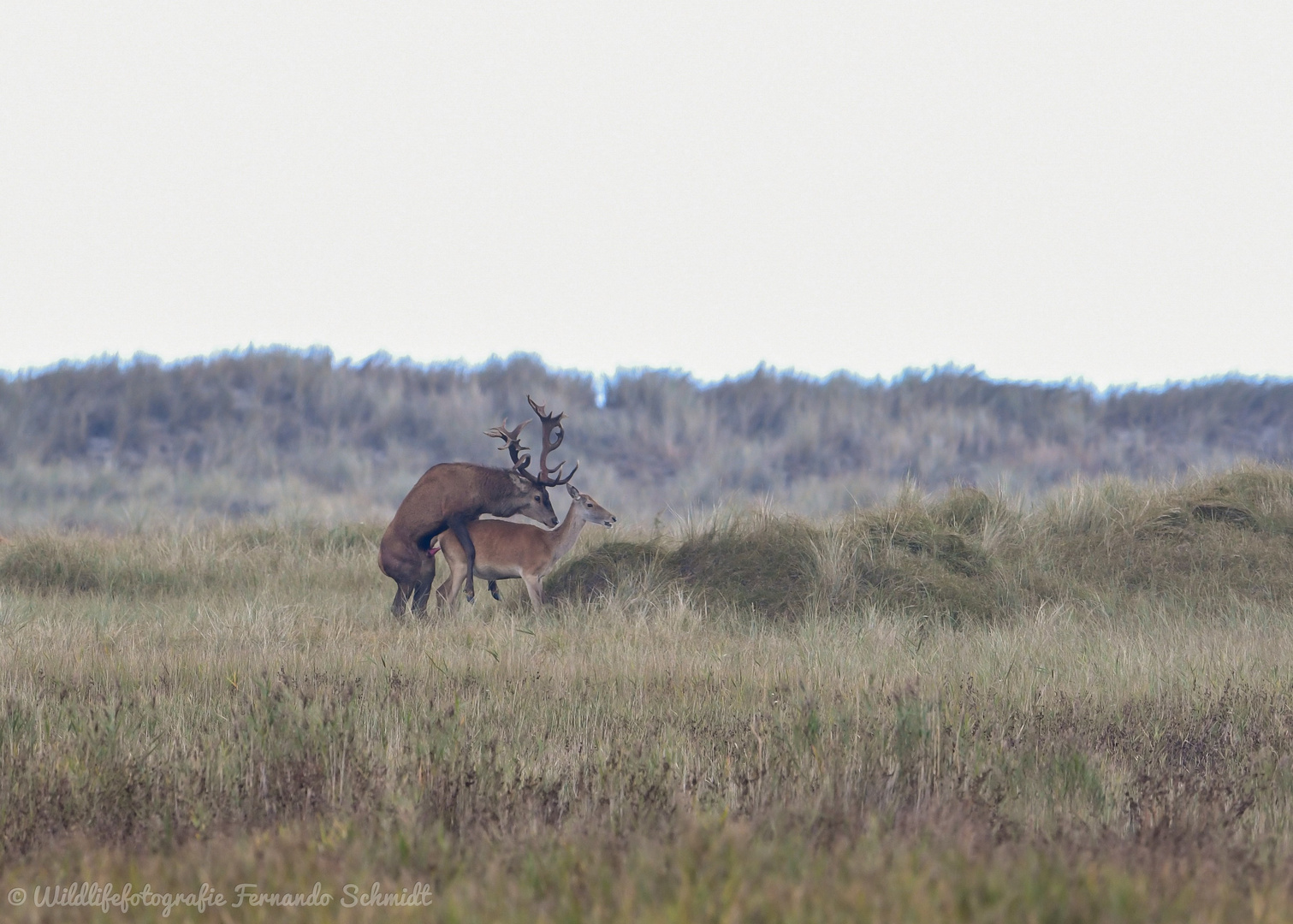 Rotwildbrunft 2019/4