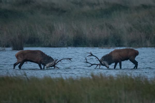 Rotwildbrunft 2020/3