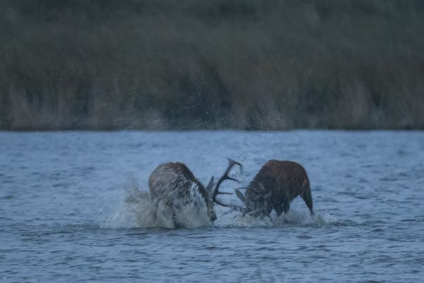 Rotwildbrunft 2020/4