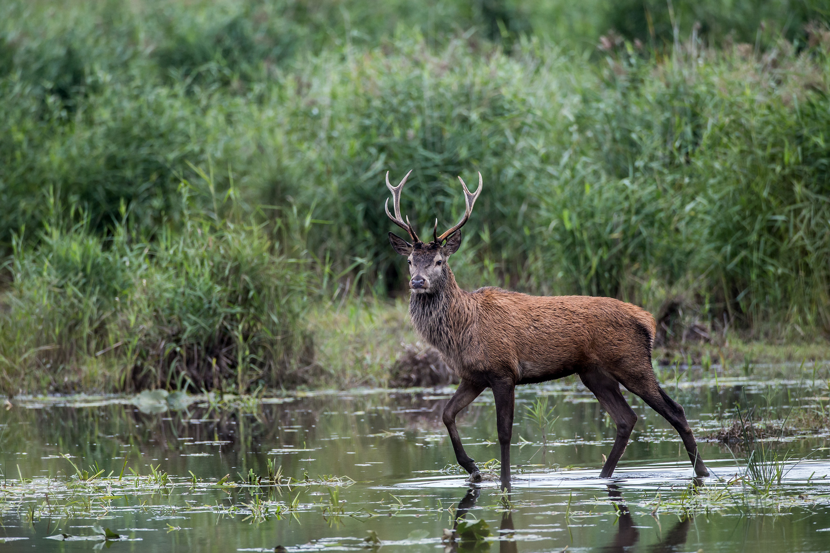 Rotwildbrunft