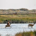 Rotwildbrunft an der Ostsee