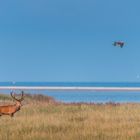 Rotwildbrunft an der Ostsee