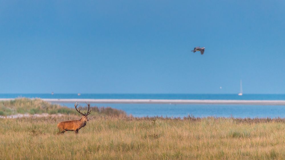 Rotwildbrunft an der Ostsee