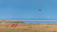 Rotwildbrunft an der Ostsee