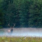 Rotwildbrunft aus Ungarn