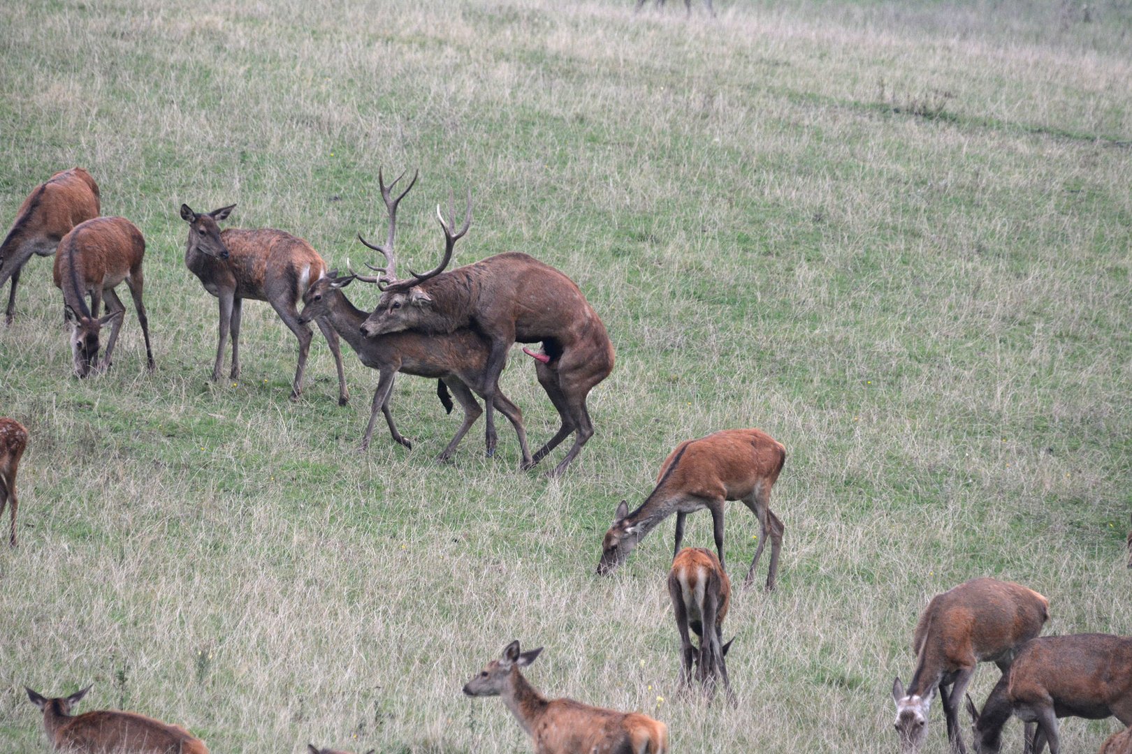 Rotwildbrunft: Die Entjungferung          