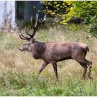 Rotwildbrunft in Jægersborg - 2 -