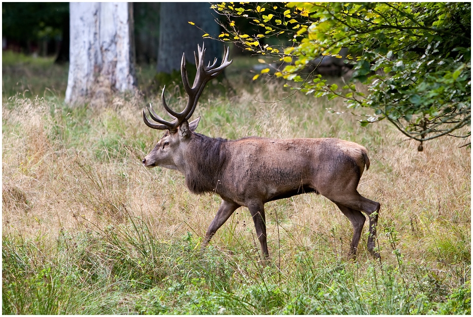 Rotwildbrunft in Jægersborg - 2 -