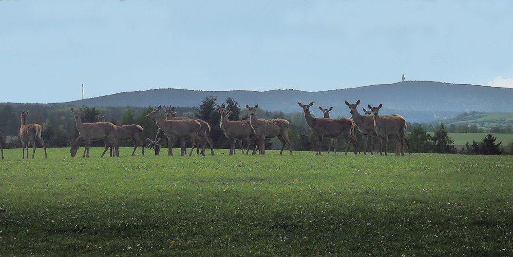 Rotwildherde im Fichtelgebirge