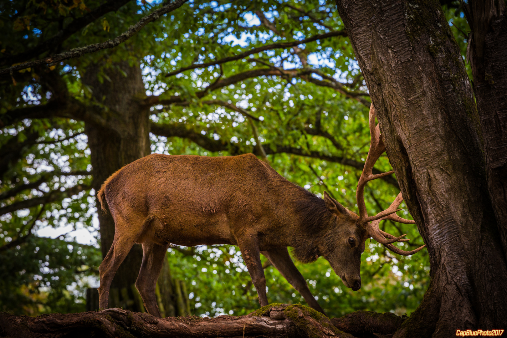 Rotwildhirsch beim Kräftemessen im Wildpark Silz