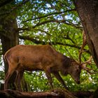 Rotwildhirsch beim Kräftemessen im Wildpark Silz