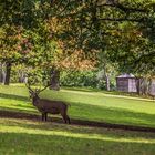 Rotwildhirsch im Revier Wildpark Silz