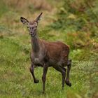 Rotwildkalb im Oktober (1 von 1)