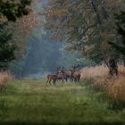 Rotwildrudel an einem Oktobermorgen