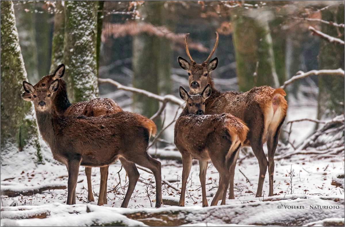 Rotwildrudel im Schnee