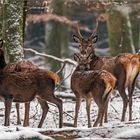 Rotwildrudel im Schnee